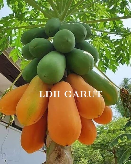 Pepaya adalah Raja-nya buah-buahan